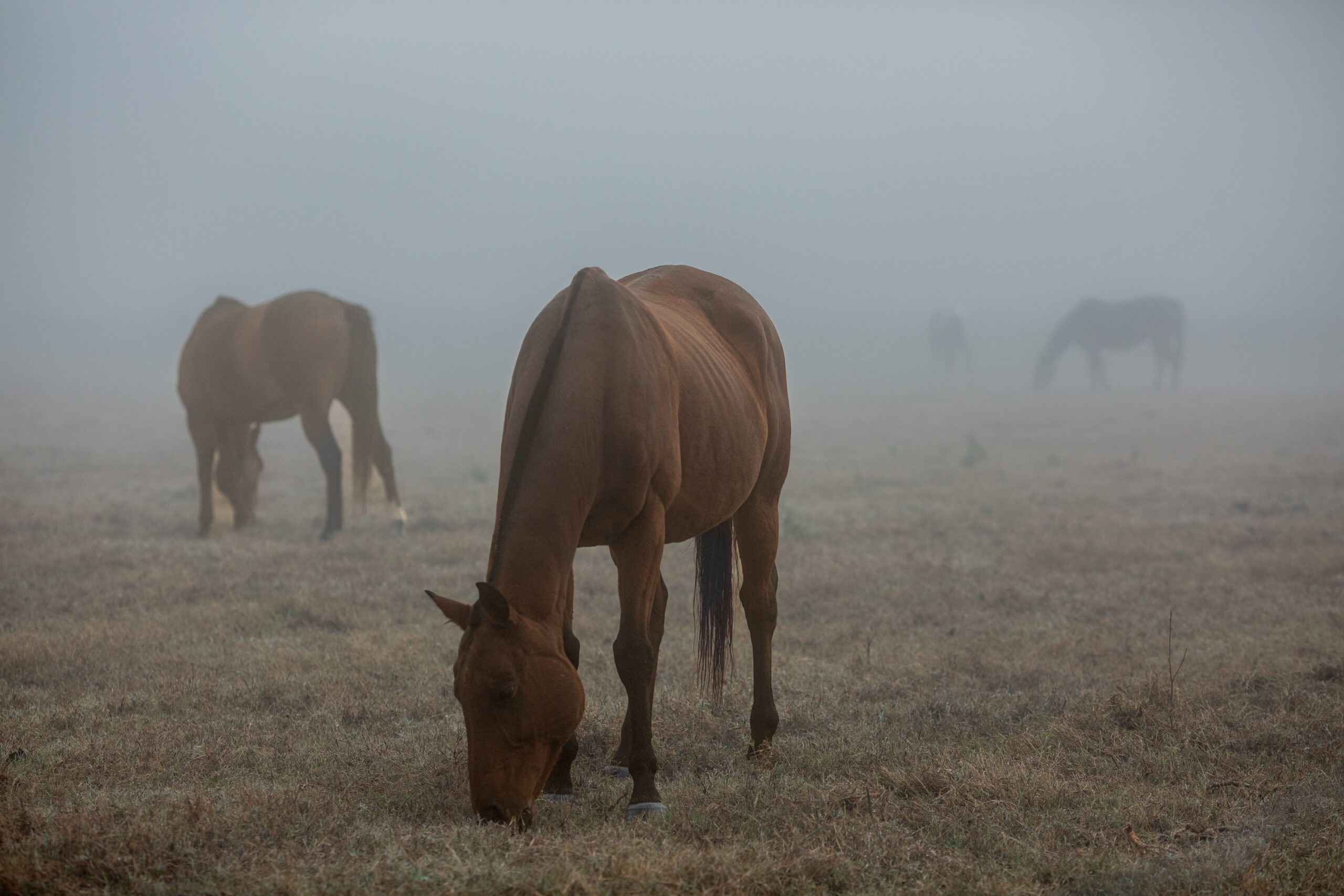 Art print of Horses grazing in the morning fog by Nicol Ragland.